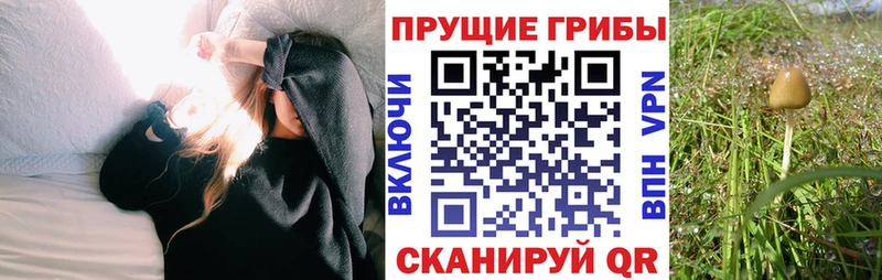 Купить  Медынь  Псилоцибиновые грибы мухоморы 